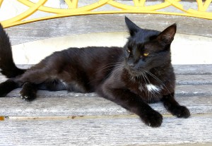 Whiskers, my trusty companion in battle. He comforts me and criticizes my work. Apparently I'm not worthy.